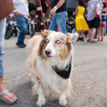 The Insider's Guide to Pet Policies at Music Festivals in Southern Maryland