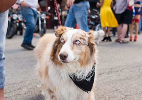 The Insider's Guide to Pet Policies at Music Festivals in Southern Maryland